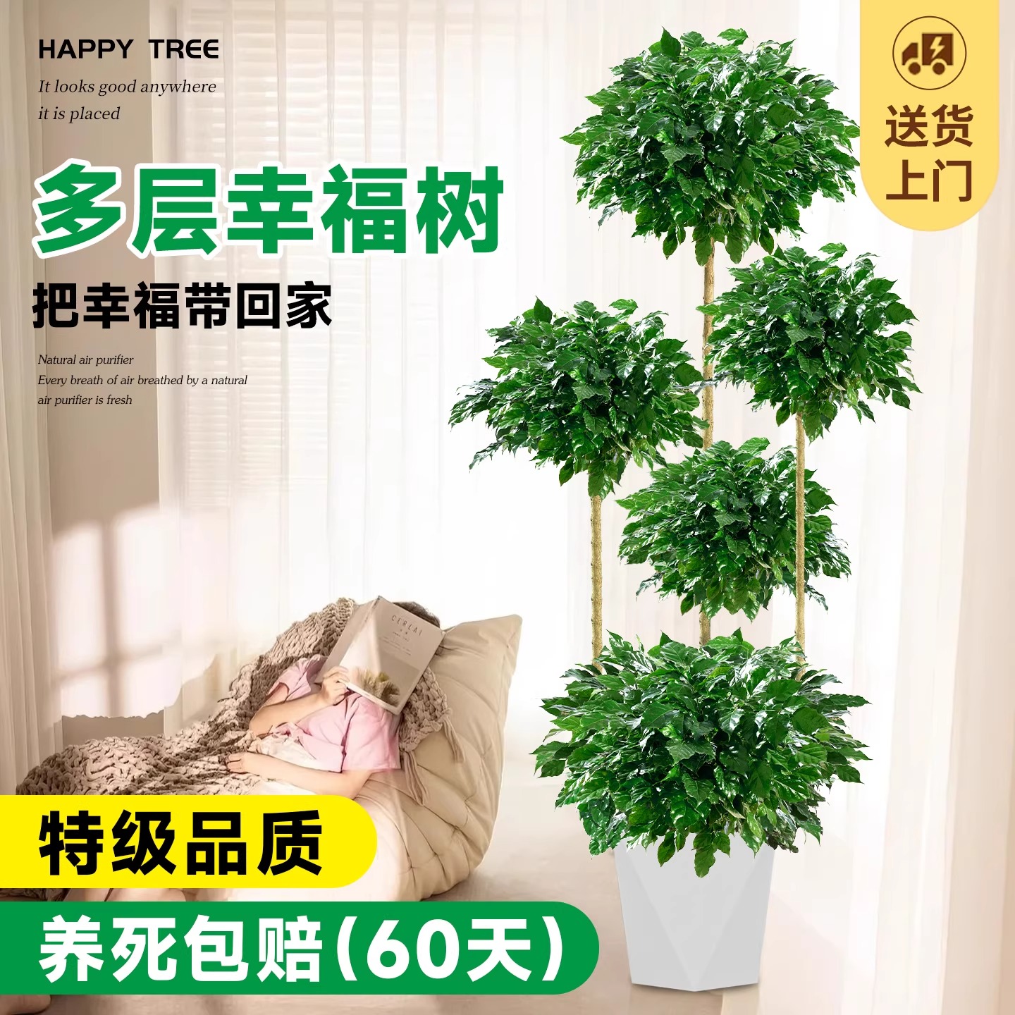 造型幸福树客厅大盆栽老桩绿植高级感室内大型平安树植物四季好养