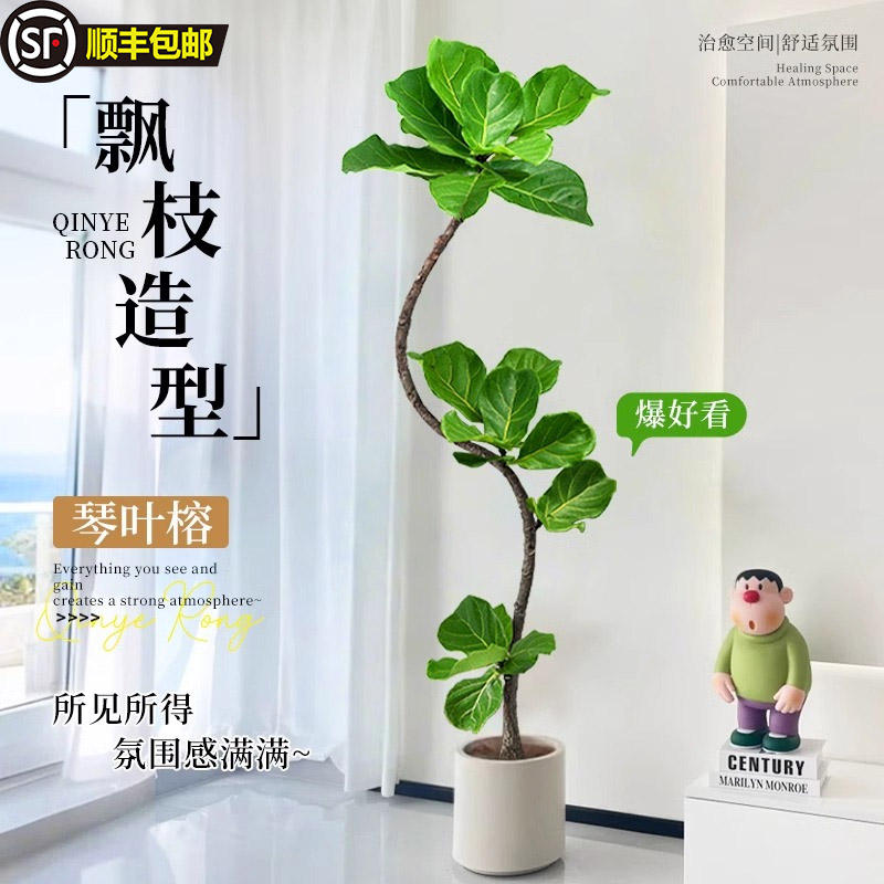 造型琴叶榕客厅大型绿植老桩高级感室内盆栽植物大叶好养大号落地