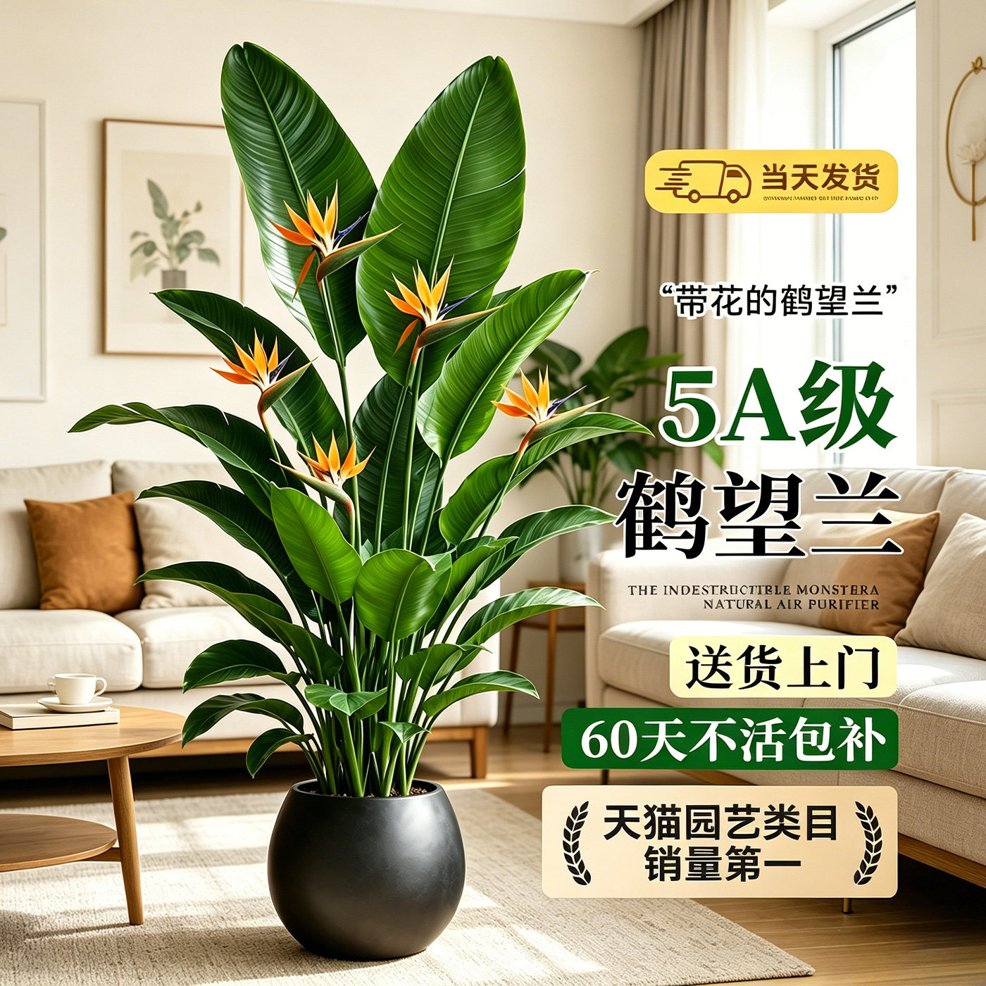 鹤望兰天堂鸟客厅办公室落地盆栽图片