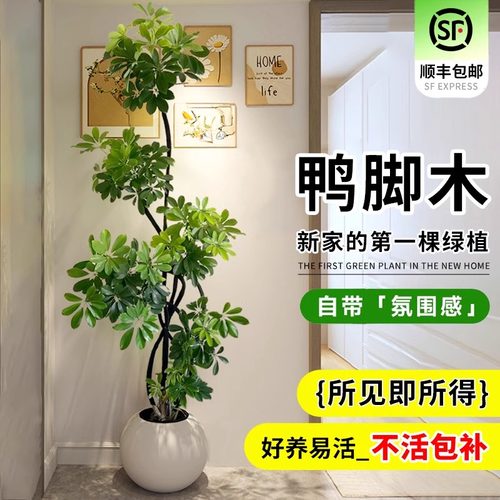 鸭脚木落地盆栽真造型八方来财