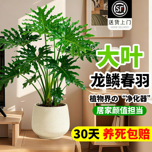 龙鳞春羽盆栽客厅大型植高级感室内绿植物落地大号上档次老桩大气