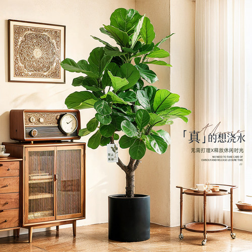 仿真绿植琴叶榕高级感逼真客厅