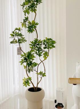 仿真鸭脚木绿植室内摆件