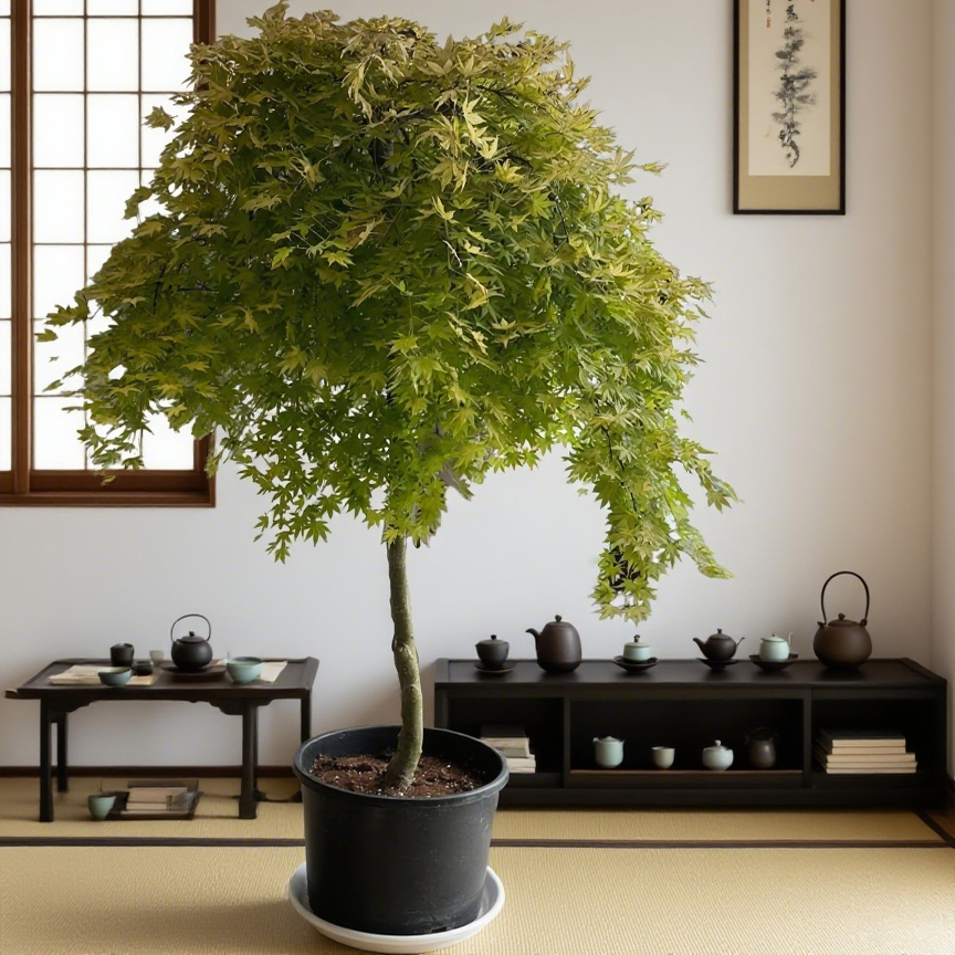 大型绿植流泉枫盆栽网红室内客厅黄金流泉枫大号落地四季常青植物