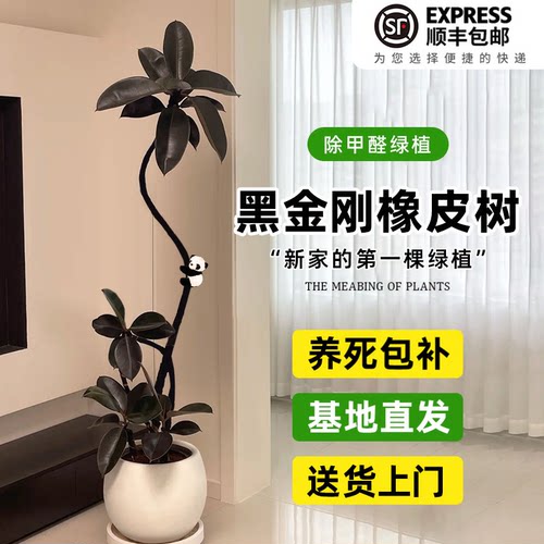 黑金刚橡皮树客厅大盆栽