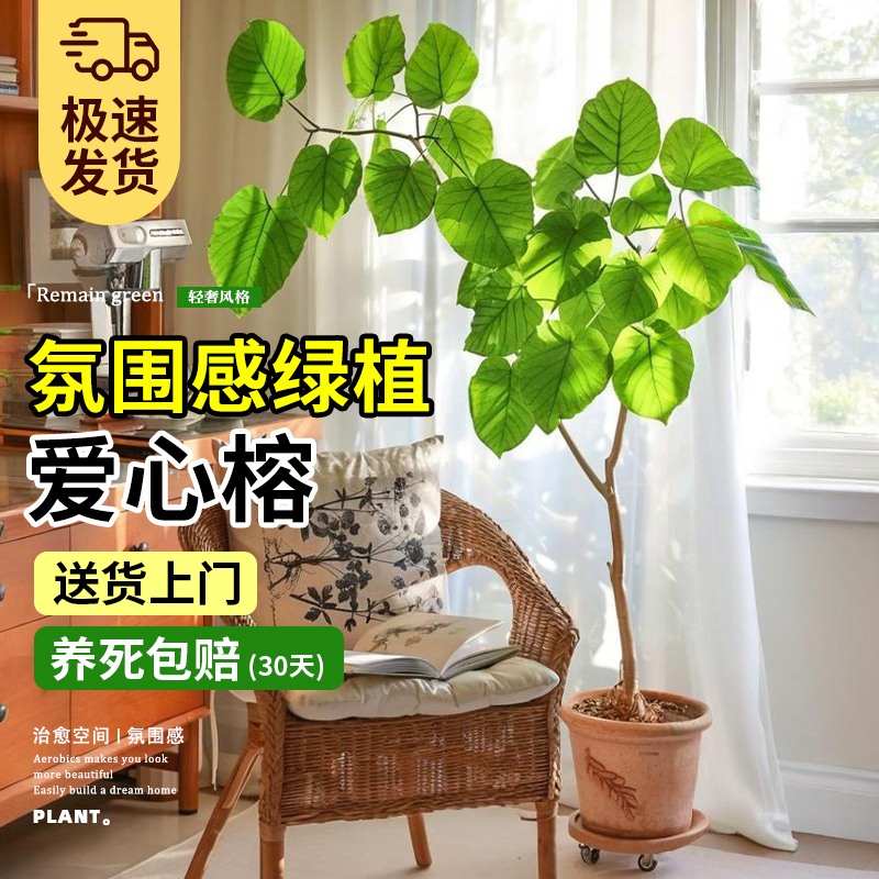 爱心榕盆栽室内大型绿植琴叶榕办公室客厅净化空气旺宅高级感绿植