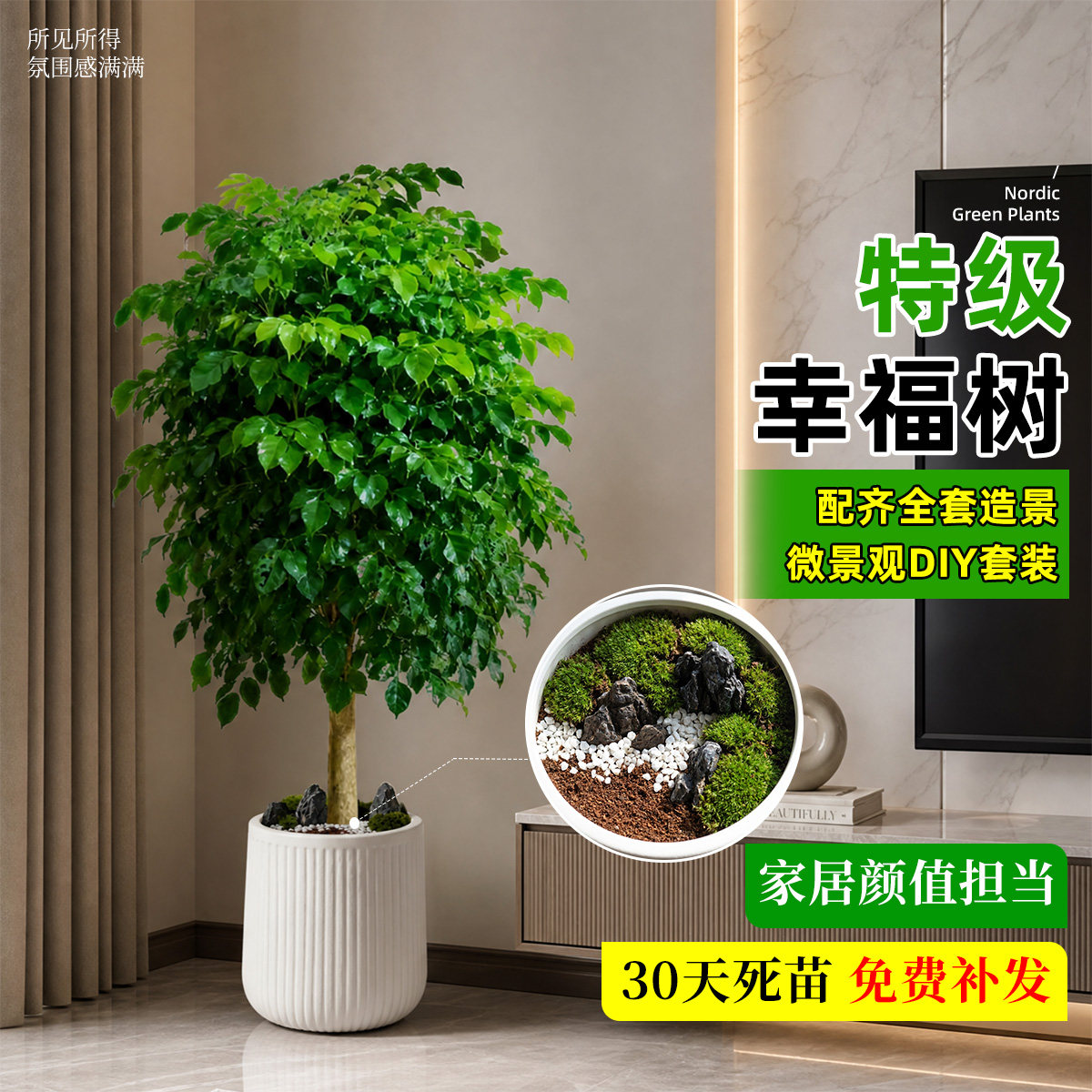 幸福树客厅大盆栽棒棒糖老桩绿植办公室内外好养活四季高级感植物