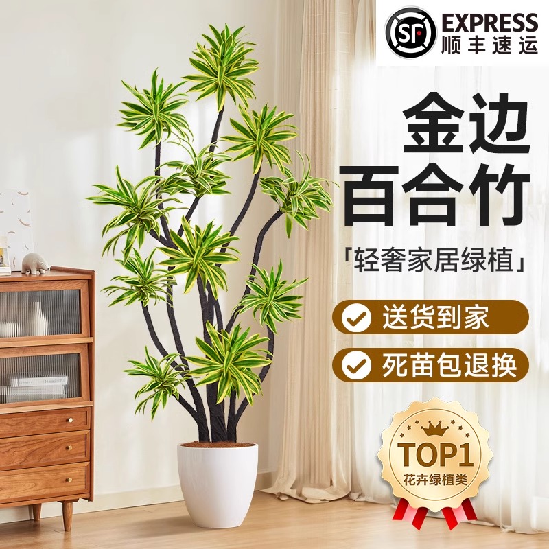 金边百合竹大型绿植客厅高端轻奢造型百合竹室内植物盆栽老桩摆件