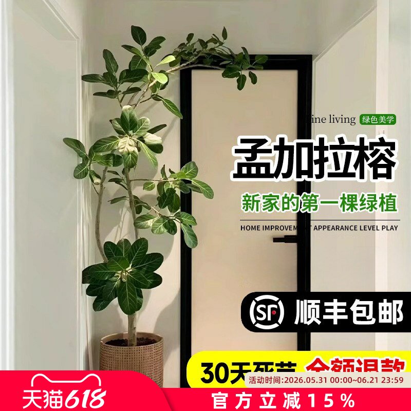 网红孟加拉榕盆栽大型室内客厅绿植黄金榕高山榕树落地真花旺宅树