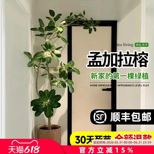 孟加拉榕树大型室内客厅绿植