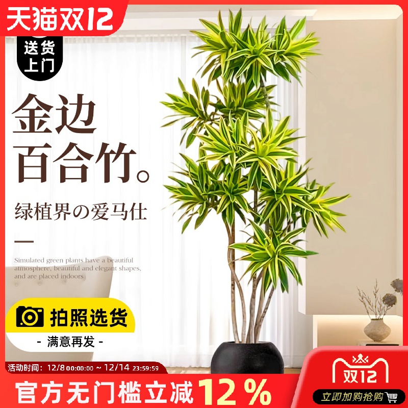 金边百合竹客厅大盆栽室内高级感