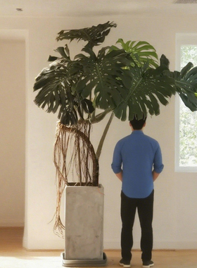 大叶龟背竹绿植客厅老桩盆栽植物室内大型落地办公室盆景高级巨型