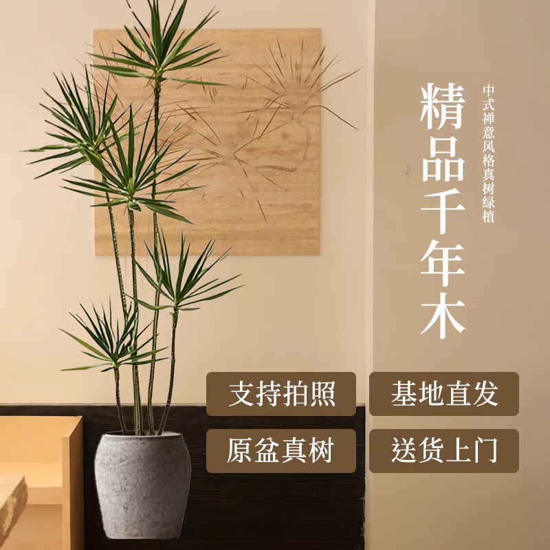 千年木绿植室内大型马尾铁七彩铁真落地植物客厅办公室龙血树盆栽