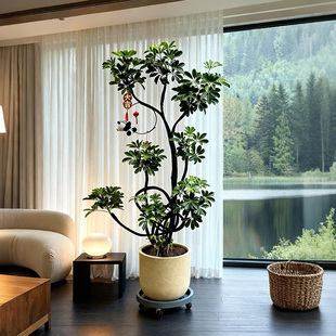 造型鸭脚木室内客厅大盆栽高级感大型绿植八方来财鸭掌木落地植物