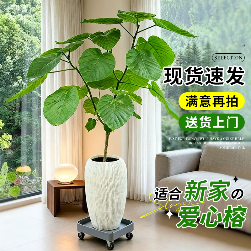 爱心榕客厅绿植盆栽网红植物心叶榕室内客厅大型落地式高级感绿植