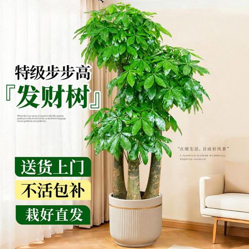 步步高发财树大型盆栽乔迁送礼