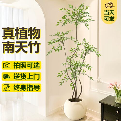 南天竹盆栽客厅真树火焰老桩室内大型绿植树苗办公室庭院落地盆景