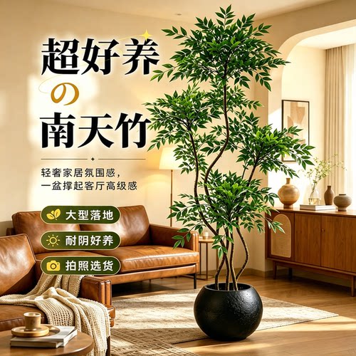 南天竹盆栽客厅大型植物绿植高级感真树办公室内高端落地大号盆景