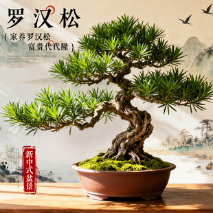 特大罗汉松盆景落地迎客松真树庭院造型老桩旺宅风水树室内外好养