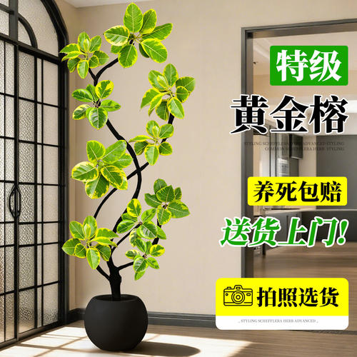 黄金榕客厅绿植室内大盆栽高级感大型植物高端大气上档次落地真花