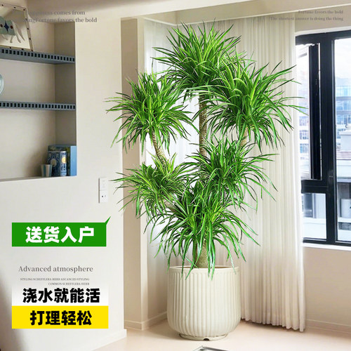 龙血树老桩大型盆栽多头龙须树室内客厅绿植镇宅招财净化空气绿植