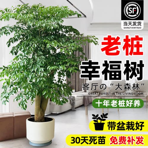 幸福树客厅大盆栽老桩绿植
