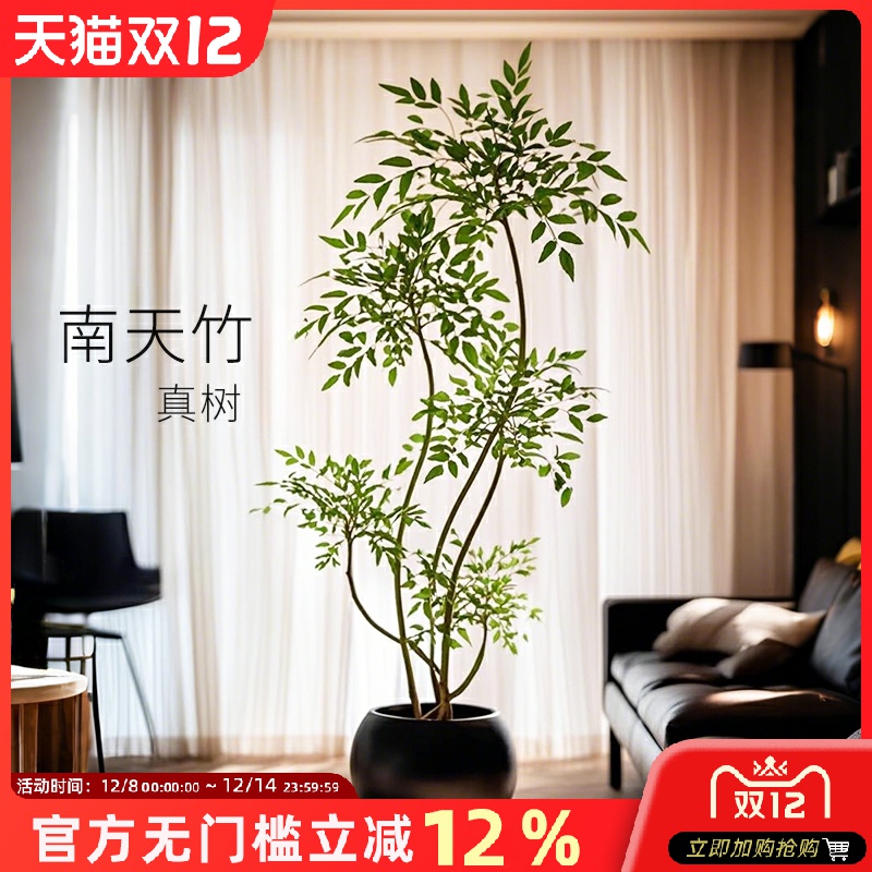 南天竹盆栽客厅真树大型植物室内绿植办公室火焰老桩落地造景树苗