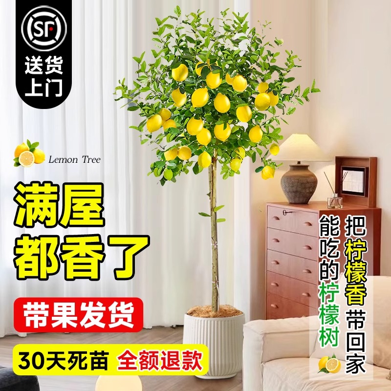 香水柠檬树带果盆栽客厅绿植大型植物室内阳台除甲醛禄植四季好养