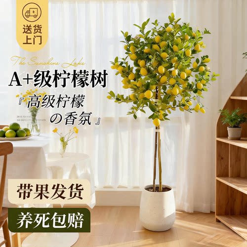 香水柠檬树大型绿植盆栽