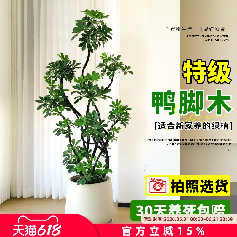 鸭脚木客厅大型绿植高级感八方来财鸭掌木植物盆栽高端大气上档次