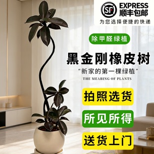 黑金刚橡皮树客厅大盆栽室内大型绿植四季好养阳台办公室高端植物