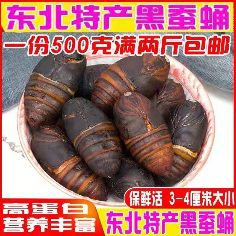 东北特产新鲜活野生500g柞蚕蛹