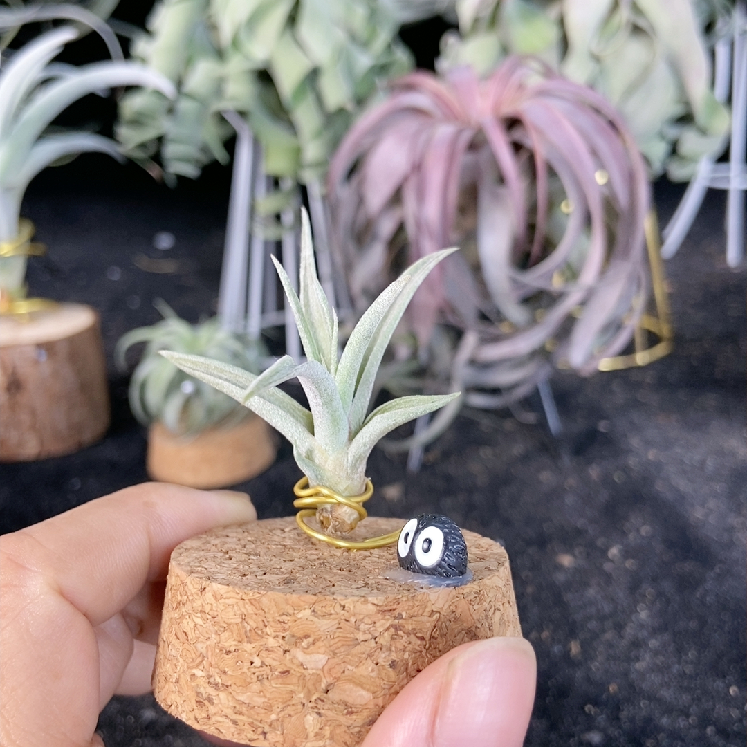 可乐香槟侧芽295