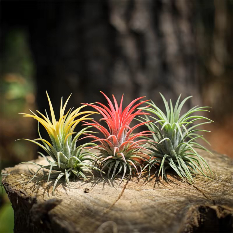 空气凤梨 红精灵 客厅庭院室内净化空气无土懒人植物包邮