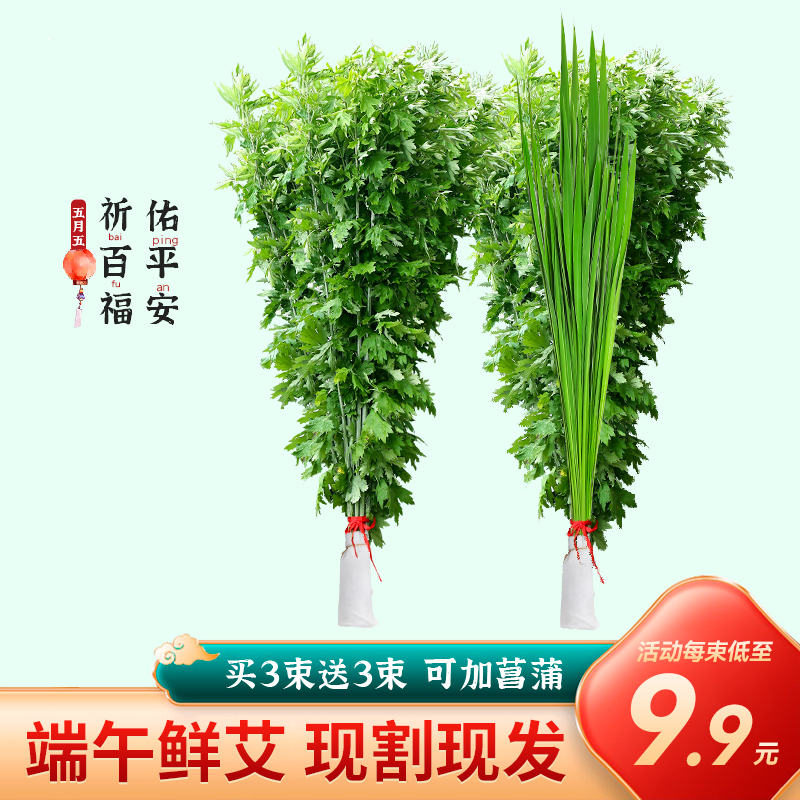 端午节整棵新鲜艾草现割现发