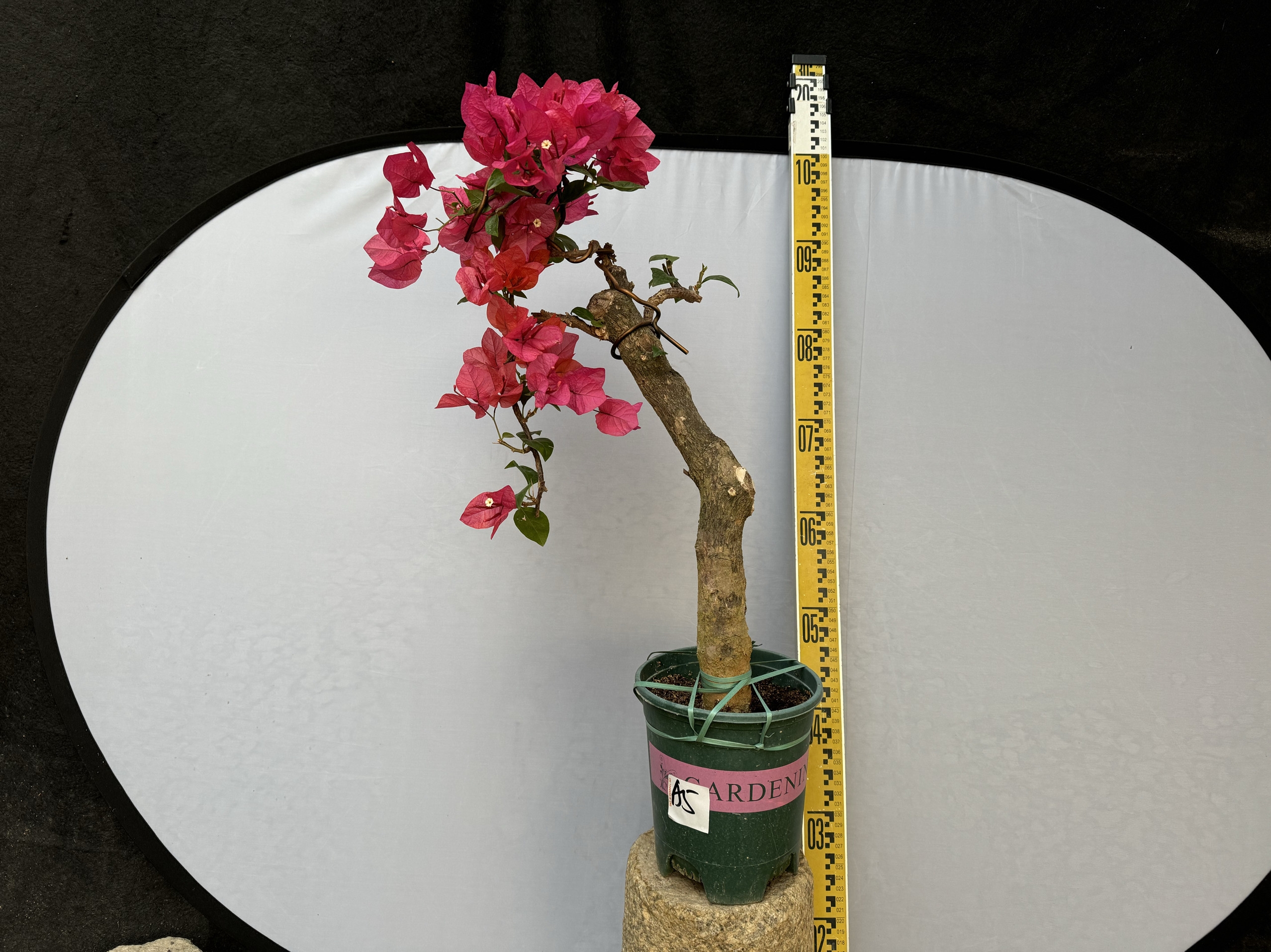 漳州红樱特殊造型四季庭院美观