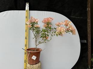 东篱小舍 三角梅勤花品种日落 实拍照原分发货