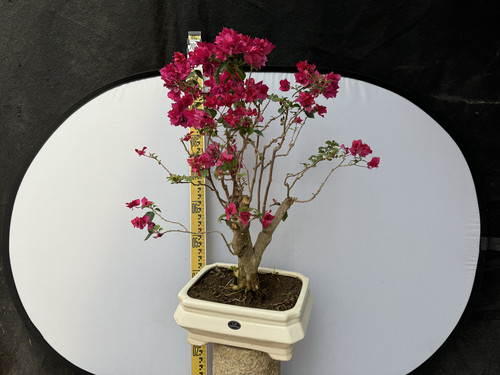 四季开花安格斯花期超长三角梅