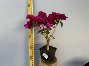 东篱小舍 三角梅新品种哪吒 飞鱼 倾城 实拍照原盆发货