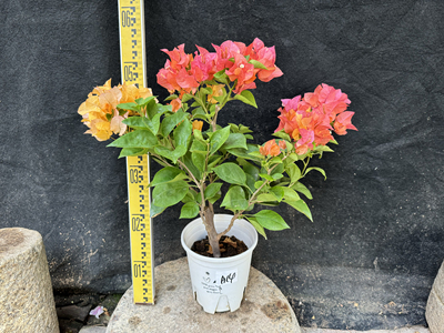 三角梅阿达娜颜色丰富勤花品种