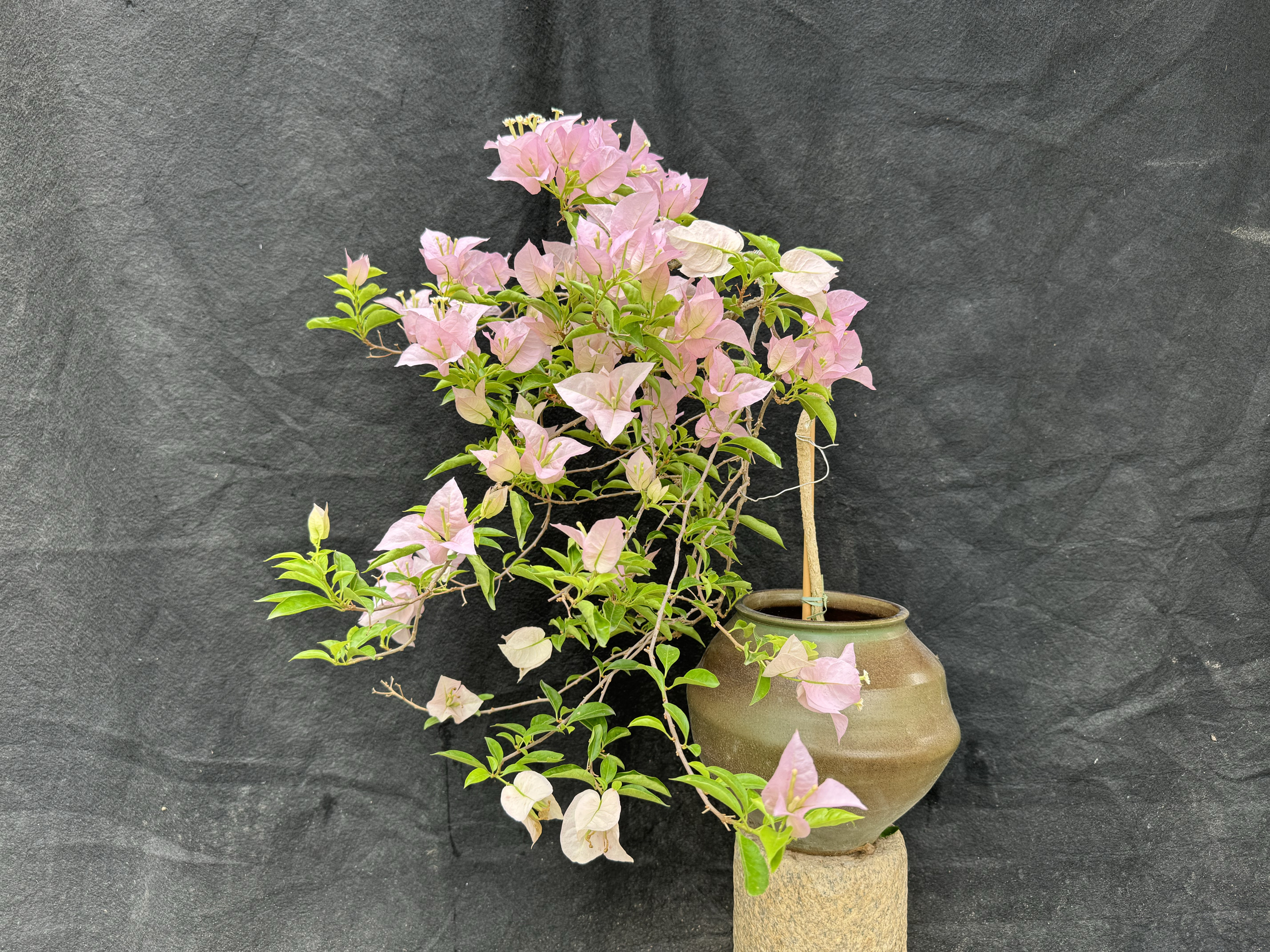 粉天使三角梅超大花勤花品种