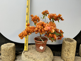 东篱小舍　三角梅勤花品种日落　实拍照原分发货