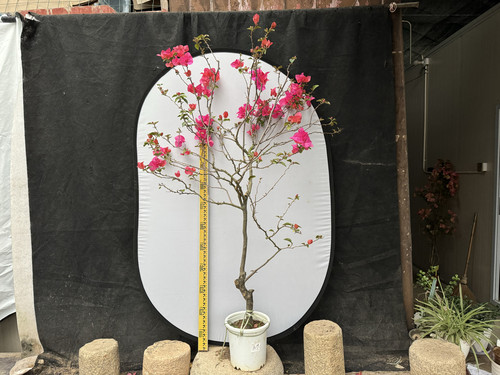 东篱小舍三角梅四季红同安红