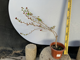 东篱小舍　三角梅勤花品种日落　实拍照原分发货