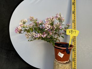 东篱小舍　三角梅软枝条品种绿叶雪紫　银边雪紫原盆实拍照