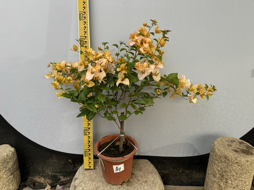 勤花金发女郎黄女郎原盆发货