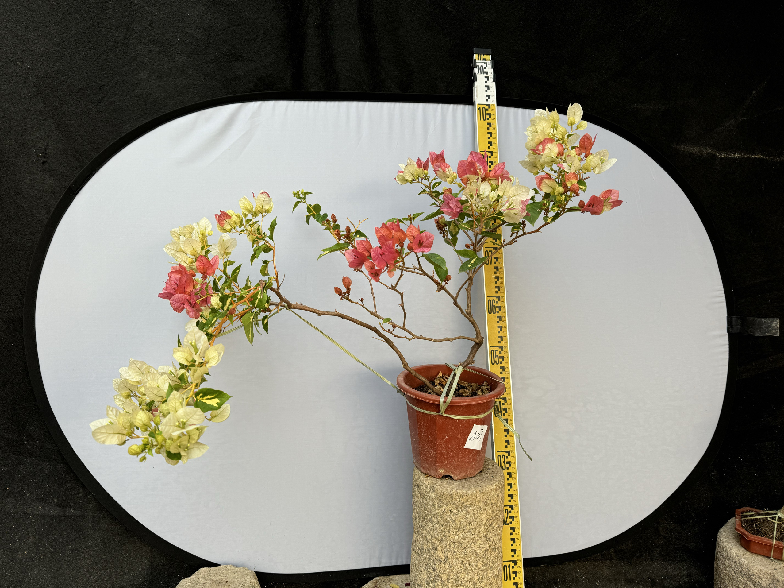 东篱小舍　三角梅金心橙白双色新苗根叶嫩　实拍照 原盆发货,鲜花速递/花卉仿真/绿植园艺,时令草本花卉,淘宝优惠券,粉丝福利购,淘宝优惠卷