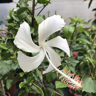 东篱小舍 夏威夷海岛纯白扶桑花 蝴蝶 原盆发货发货