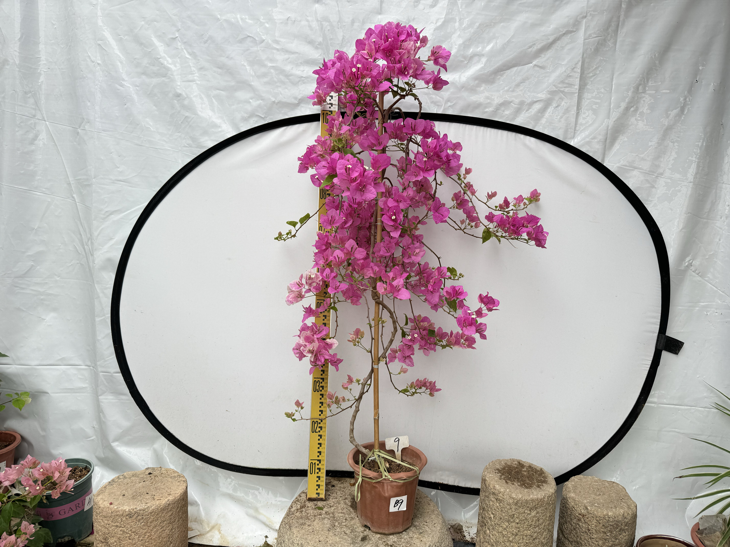 东篱小舍 三角梅百变花蝴蝶漳州红樱高飘 老桩四季开花 原盆实拍