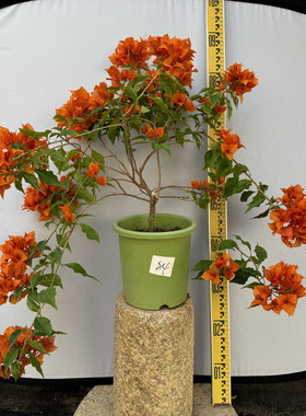 东篱小舍　三角梅漳州热火桑巴橙色　橙桑巴　实拍照　